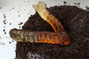 Dirt Worm Halloween Donut